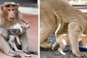 Monkey Adopts A Puppy, Defends It From Stray Dogs, And Lets It Eat First