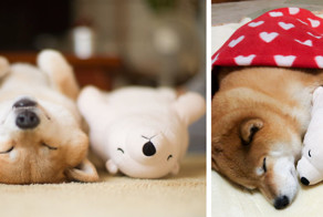 Shiba Inu Keeps Falling Asleep In Same Position As His Favorite Plush Toy