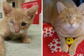 We Saved A One-Eyed Cat, And He Saved Us Right Back!