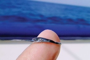 These 6 Tiny Baby Animals Are So Cute, You'll Probably Die
