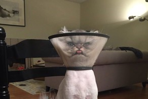 This Cat May Be Having A Harder Monday Than You