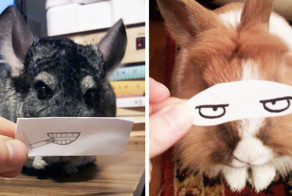 Challenge: Give Your Pets Funny Emotions!