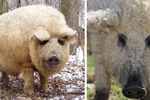 Meet Furry Pigs That Look Like Sheep And Act Like Dogs