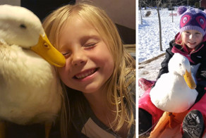5-Year-Old Girl Has A Duck Best Friend Who Follows Her Everywhere And Thinks She’s His Mom
