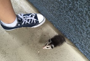 Saving Mighty The Possum