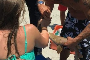 Baby Shark Dies Because People Wouldn't Leave Him Alone