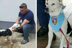Stray Dog Walks Into Police Station, Gets A Job