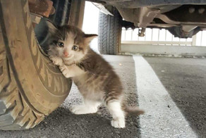 A Guy Found A Scared Kitten Under A Truck And Just Couldn’t Say No To Her