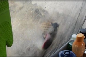 Woman Wakes Up To Lions Licking Water Off Her Tent