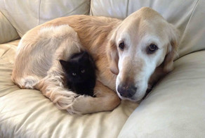 Dog Lost His Cat To Cancer, So They Got Him A New Best Friend