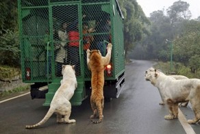 This Unique Zoo In China Gives Close Encounters With Dangerous Animals