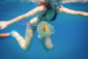 Fish Trapped Inside A Jellyfish Captured In A One In A Million Shot