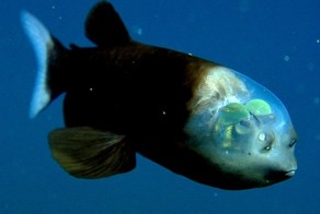 15 of the Strangest Animals Living In The Ocean
