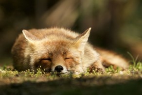 The Dune Foxes Of The Netherlands