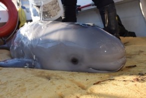 Kids Save Baby Beluga Whale Who Washed Up On Shore