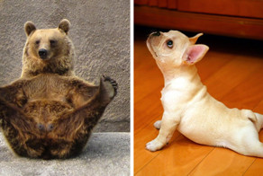 15 Animals That Do Yoga Better Than You