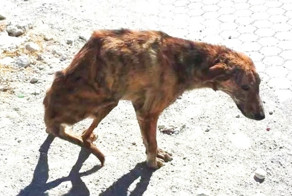 Woman On Holiday Finds A Dog With Broken Spine, Takes Him Home From Greece To Holland