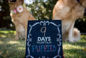 Pregnant Dog Absolutely Owns Her Maternity Photo Shoot