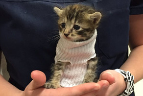 Kitten Rescued From Hurricane Matthew Gets Tiny Sock Sweater And Finds New Home