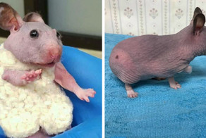 Abandoned Hairless Hamster Gets A Tiny Sweater To Protect From Cold