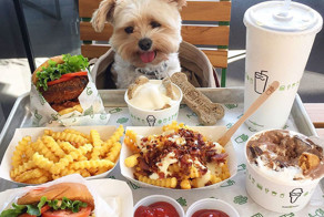 Starving Homeless Dog Gets Rescued And Taken To Pet-Friendly Restaurants Every Day
