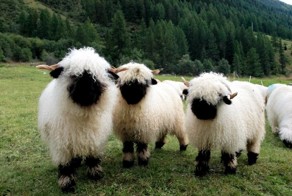 People Can’t Agree Whether These Sheep Are Cute Or Terrifying