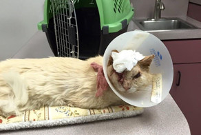 Humans Pour Acid On Cat’s Face, But He Still Loves And Trusts People