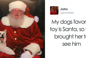 Dog Obsessed With His Stuffed Santa Toy Is Taken To See The Real One, And His Reaction Is Priceless