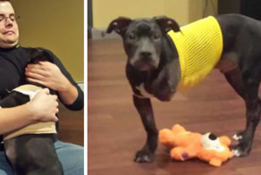 Injured Puppy Thrown Out Of Moving Car And Set To Be Put Down Gets Saved By A Loving Cop