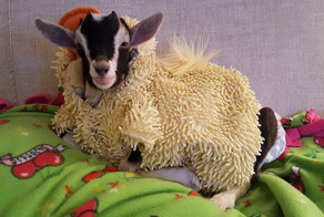Rescue Goat Suffering From Anxiety Only Calms Down In Her Duck Costume