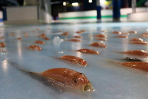 People Outraged After Japan Skating Rink Freezes 5,000 Fish In The Ice