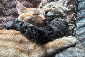 These Two Kittens Are So In Love, They Cannot Hold Their Feelings Anymore