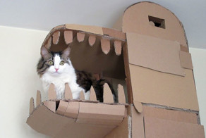 Human Builds A Dragon-Shaped Cardboard House For His Cat In Order To Please His Master