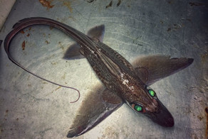 Russian Fisherman Posts Terrifying Creatures Of The Deep Sea On Twitter