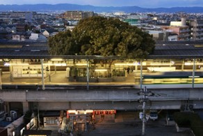 This Japanese Train Station Was Built Around A 700 Year Old Tree, And Here’s Why