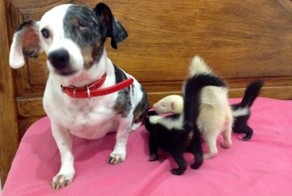 Baby Skunks Were Rejected By Mother At Birth, But Our Dog Freddie Took Over As Stepmum!