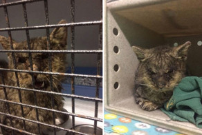 Cat No One Dared To Touch Finally Found A Human Who Hugged Him