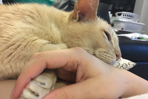 13-year Old Shelter Cat Gets Adopted, Can’t Fall Asleep Unless His Human Holds His Paw