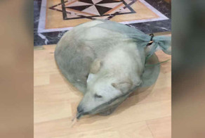 This Man Saw A Dog Being Sold For Meat And Just Couldn’t Walk By