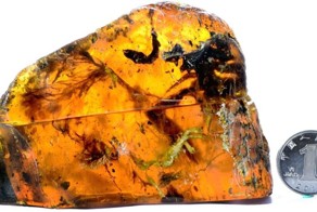 Scientists Find 100 Million-Year-Old, Nearly Complete Baby Bird Trapped in Amber