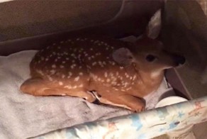 Good Dog Saves A Baby Deer From Drowning