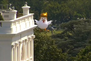 Giant Inflatable Chicken That Looks Like Trump Just Landed Near The White House