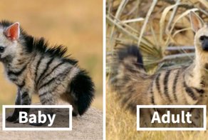 Meet The Cutest Animal You’ve Never Heard Of