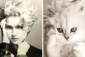 Someone Is Replacing Musicians With Cats In Famous Album Covers, And Result Is Better Than Original