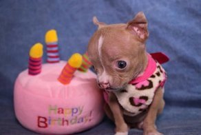 Foster Mom Refuses To Put Her Tiny Pit Bull To Sleep After It Was Born A Little Bit Different