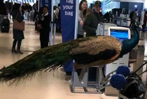 Giant Emotional Support Peacock Denied Seat On Flight, And Here’s How Internet Reacts