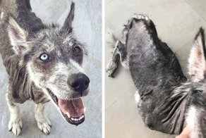 Rescued Husky Goes Through An Incredible Transformation In Just 8 Months