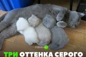 40 позитивных картинок, которые скрасят ваш день