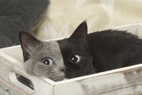 Rare Kitten Born With ‘Two Faces’ Grows Up Into The Most Beautiful Cat Ever
