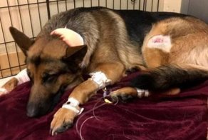 Brave Dog Gets Shot While Protecting His 16-Year-Old Owner From Armed Intruders